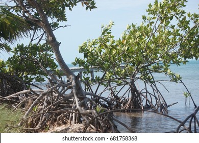 Mangrove At The Caribbean Cost At Caye Caulker, Belize