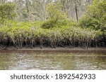 Mangrove, Clyde River, NSW, January 2021