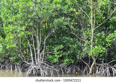 Mangrove Ecosystem in Percut Sei Tuan, Deli Serdang, Indonesia