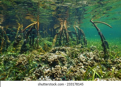 Mangrove Ecosystem Underwater With Coral And Juvenile Fish In The Roots