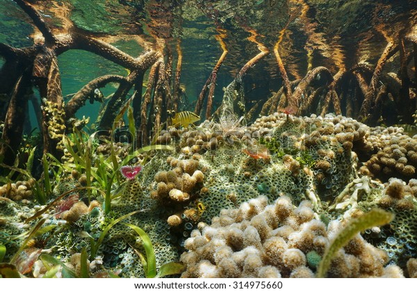 Mangrove Ecosystem Underwater Marine Life On Stock Photo (Edit Now ...