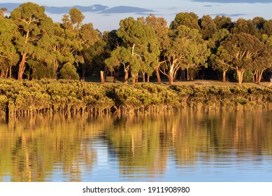 Mangrove foreshore with early morning golden light.  Wetlands taken in Hastings Victoria Australia on the Mornington Peninsula.  Peaceful still water and blue skies.