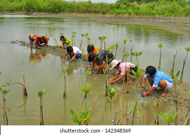 Mangrove Forest