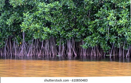 Mangrove Forest