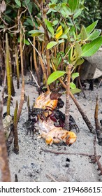 Mangrove Forest Al Thakeera Beach  Doha Qatar