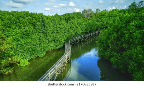 Mangrove Forest In Bali, Indonesia