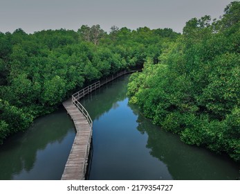 Mangrove Forest Bali Indonesia Stock Photo 2179354727 | Shutterstock