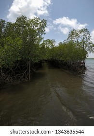 Mangrove Forest In Baratang Island 