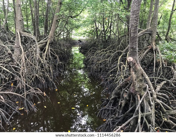 Mangrove Forest Borneo Sabah Malaysia Stock Photo Edit Now 1114456286