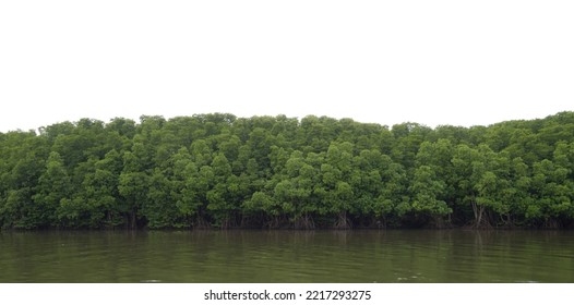 Mangrove Forest In Brackish Water Area