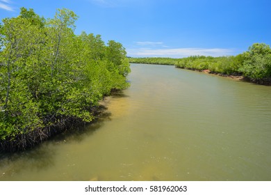 Mangrove forest in canal with blue sky