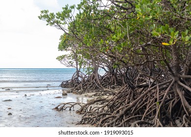 A Mangrove Forest At Cape Tribulation In Queensland, Australia