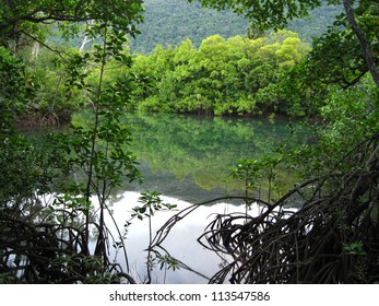 Mangrove Forest, Daintree Rainforest, Queensland, Australia