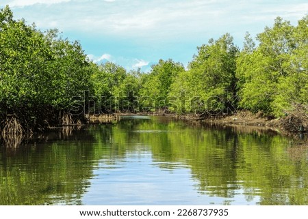 The mangrove forest ecosystem of Baai Island - Bengkulu has an area of approximately 274.61 hectares, including 118.14 hectares with the status of a Natural Tourism Park Pantai Panjang - Baai Island.