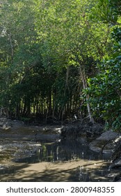 A mangrove forest with exposed root systems along a shallow tidal creek in a tropical coastal wetland ecosystem, supporting biodiversity and shoreline protection.