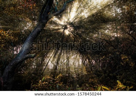 Similar – Image, Stock Photo the beginning of the end | in the forest on old tracks