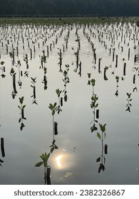 Mangrove forest for good polution