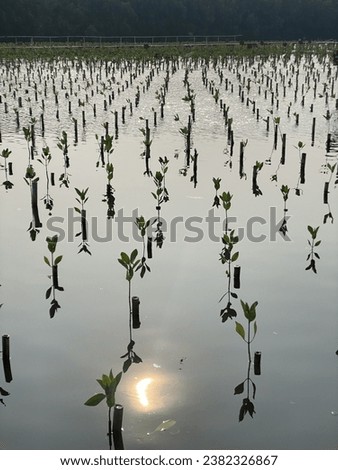Mangrove forest for good polution