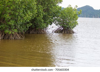 mangrove forest help protect sea shoreline erosion
