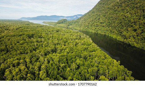 Mangrove Forest In Kaimana West Papua