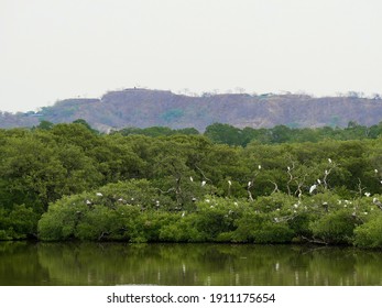 Mangrove Forest And Lake, A Highly Biodiverse And Endangered Ecosystem, With White Egrets Perched On The Trees