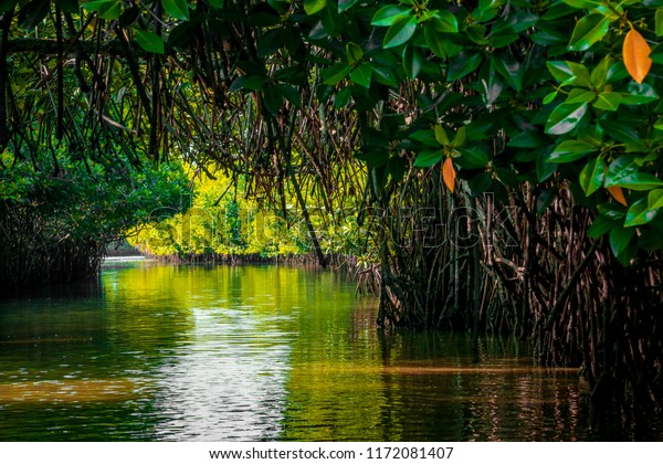mangrove forest\
reflection in lake, submerged mangrove forest, mangrove forest,\
Pichavaram, Chidambaram,\
India