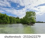 Mangrove forest scenery in Buru Island delta estuary as flood basin retention, the mangrove species Rhizophora and avicennia develops aerial roots that extend from the trunk and grow above the soil