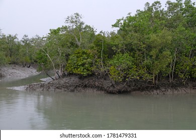 Mangrove Forest, Sundarbans, Ganges Delta, West Bengal, India