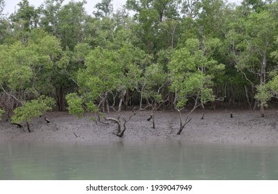 Mangrove Forest, Sundarbans, Ganges Delta, West Bengal, India