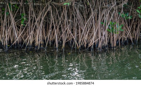 Mangrove Forest of Tainan Four Grass Lake, Taiwan