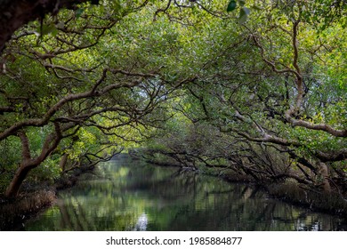 Mangrove Forest of Tainan Four Grass Lake, Taiwan
