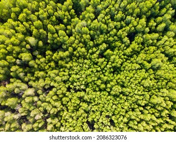 Mangrove Forest Top View Drone