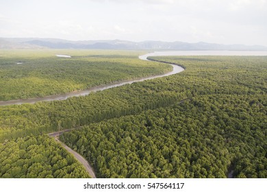 Mangrove Forest From Top View In Satun, Thailand