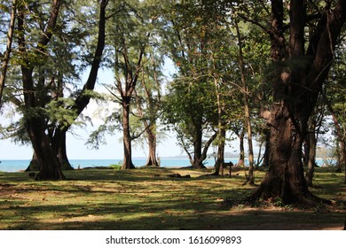 Mangrove Forest Trees On Background Ocean Stock Photo 1616099893