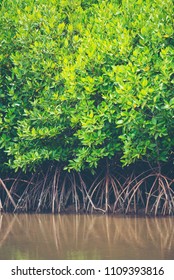 the mangrove forest, tropical forest in Thailand