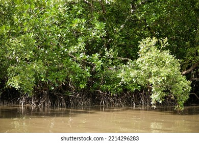 Mangrove Forest,forest At The River Estuary