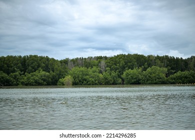 Mangrove Forest,forest At The River Estuary