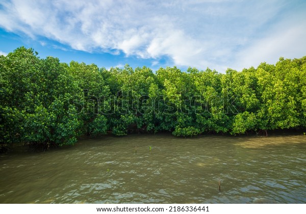 mangrove
forest,Red mangrove forest and shallow waters in a Tropical island
,Mangrove Forest, Mangrove Tree, Root, Red,
Tree