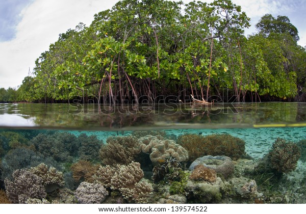 Mangrove forests play a vital role in tropical\
areas worldwide.  They act as nurseries for many marine species,\
they protect coastlines, and they regulate sea temperatures within\
their proximity.