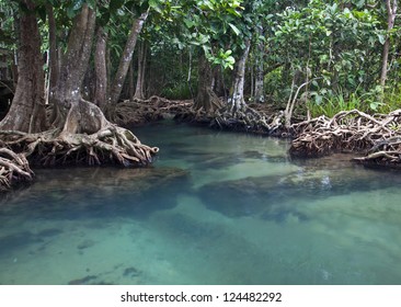 Mangrove Forests ( Swamp ) With River