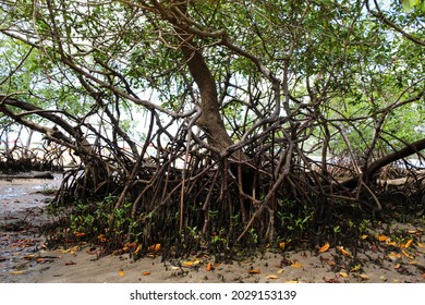 Mangrove Forests Their Aerial Roots During Stock Photo 2029153139 ...