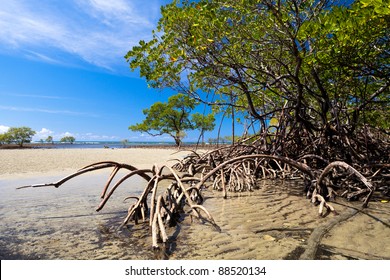 Mangrove Forrest Near Port Douglas, Australia