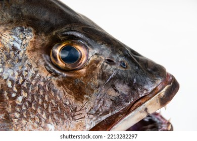 Mangrove Gray Snapper Fish Eye Sharp Teeth Close Up Open Mouth Macro