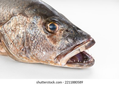 Mangrove Gray Snapper Fish Head Sharp Teeth Close Up Open Mouth 