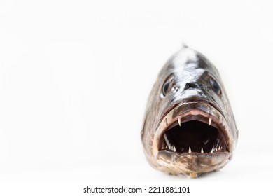 Mangrove gray snapper fish head sharp teeth close up open mouth - Shutterstock ID 2211881101