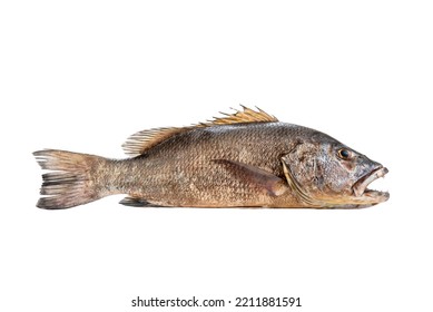 Mangrove Gray Snapper Fish Isolated White Background Full Length Raw