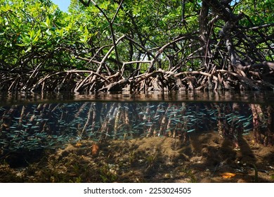 Mangrove habitat split view over and under water surface, foliage with roots and shoal of fish underwater, Caribbean sea, Central America