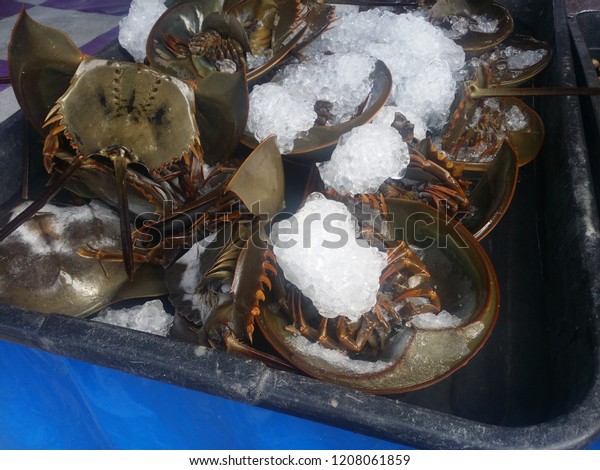 Mangrove Horseshoe Crab Carcinoscorpius Rotundicauda Sale Stock