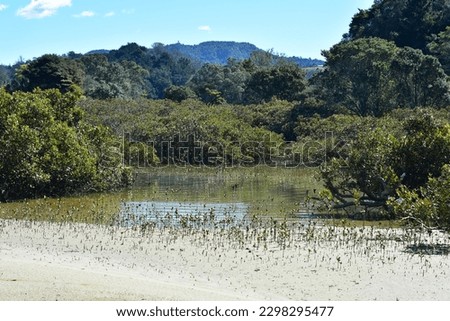 Mangrove juvenile plants growing on shallow sandy patches among large specimens.