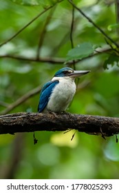 Mangrove Kingfisher Perching On A Mnagrove Branch